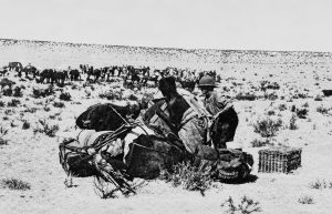 Baggage Camels