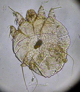 Scabies Mite